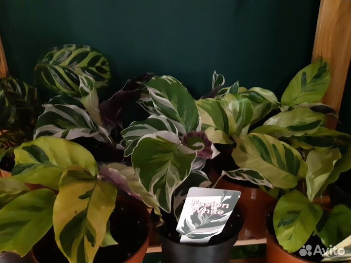 Калатея Yellow Fusion