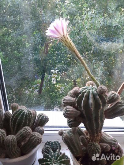 Кактус цветущий