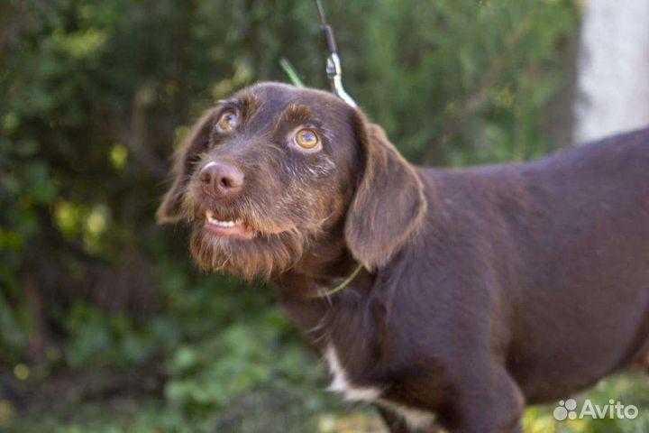 Собака в добрые руки отдам бесплатно