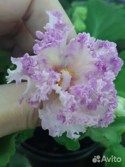 Фиалки почтой