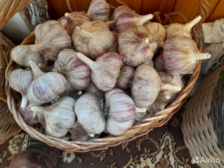 Озимый чеснок