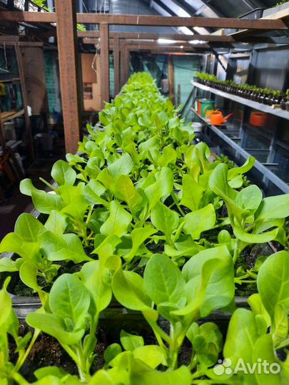 Рассада петунии