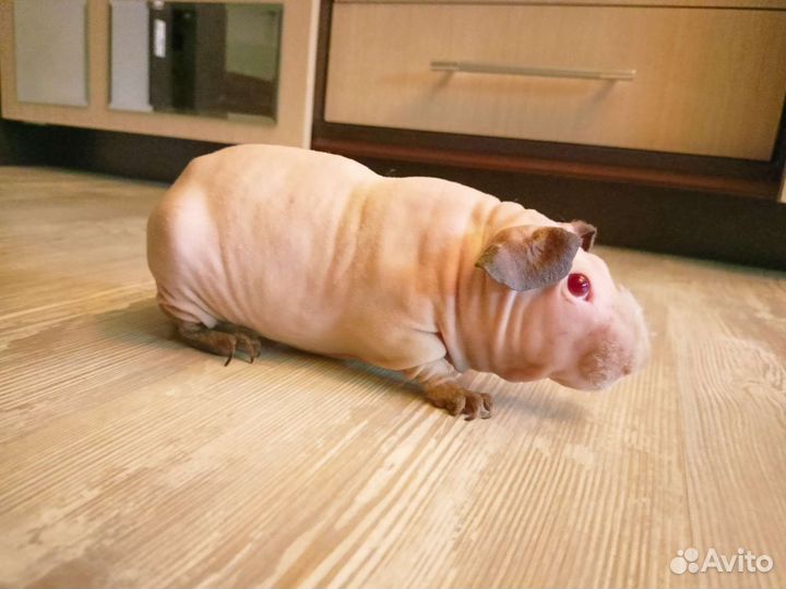 Самец Скинни Вязка