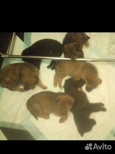 Передержка животных