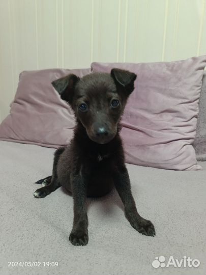 Собака в добрые руки щенок