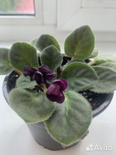 Фиалка миниатюрная