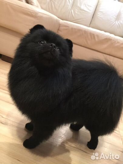 Породный груминг и спа-процедуры для шпицев