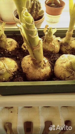 Индийский лечебный лук