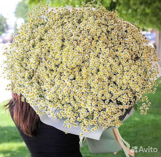 Букеты ромашек