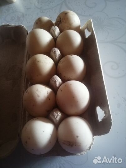 Яйцо инкубационное индоутки