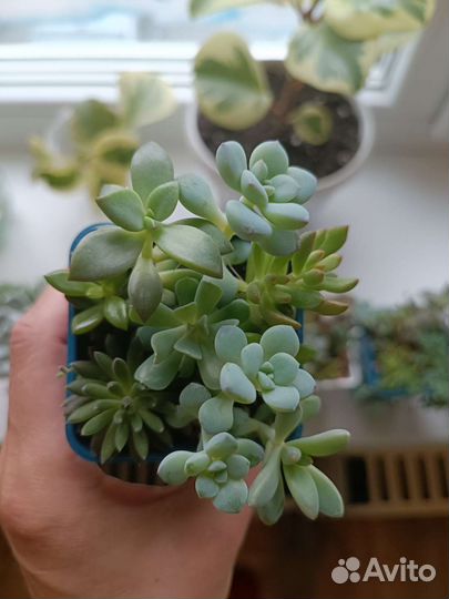 Суккуленты,эхеверия шавиана