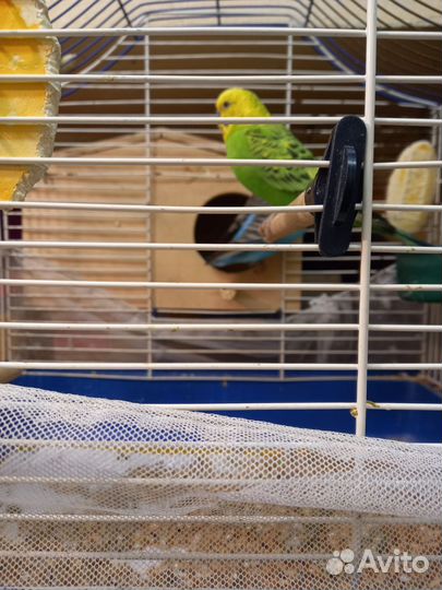 Волнистый попугай с клеткой