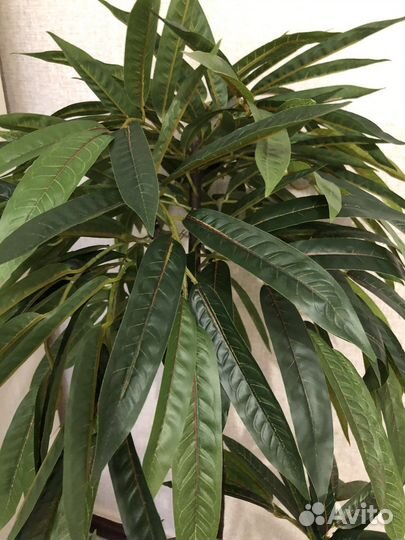 Искусственное дерево манго