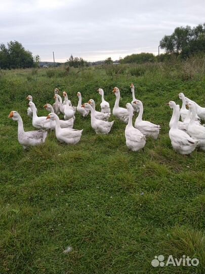 Холмогорские гуси