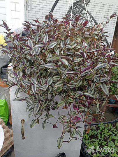 Рассада циния и Традесканция