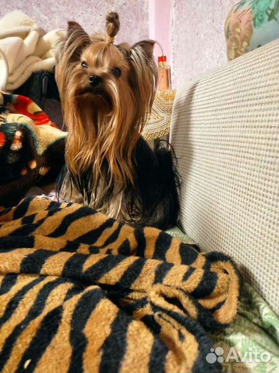 Чемпион России,открыт для вязок