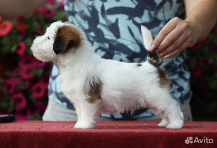 Щенки джек Рассел терьер
