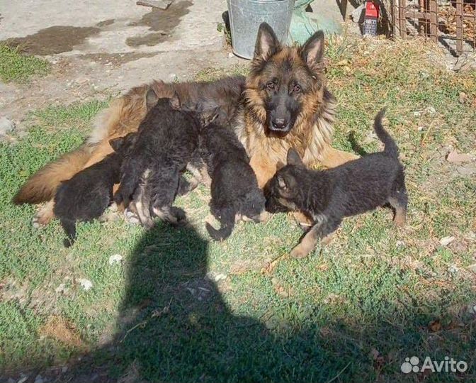 Щенки немецкой овчарки