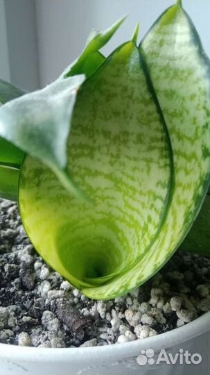 Сансевиерия сортовая (1)