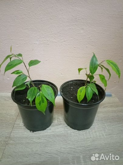 Традесканция, фикус, бегония, женское счастье и др