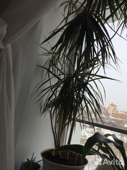 Драцена большая