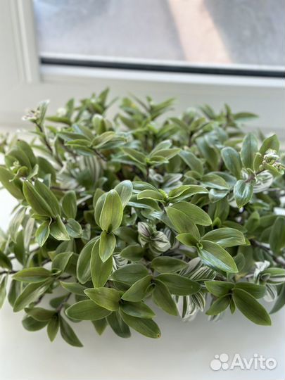 Традесканция