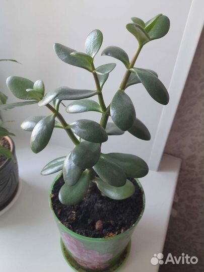 Толстянка Крассула.Продается вместе с горшком