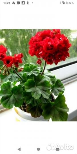 Пеларгония герань