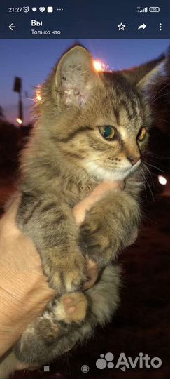 Котенок бесплатно