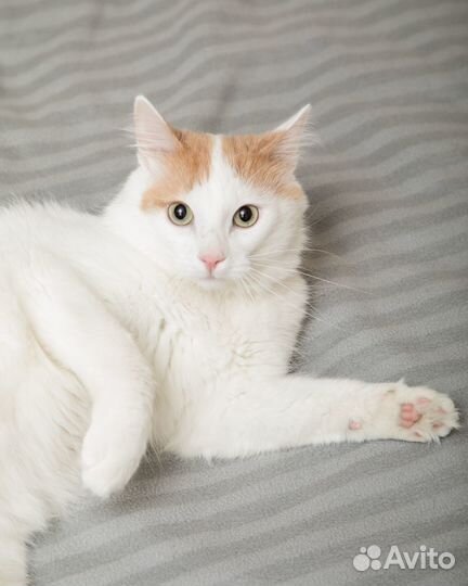 Мишаня ищет дом