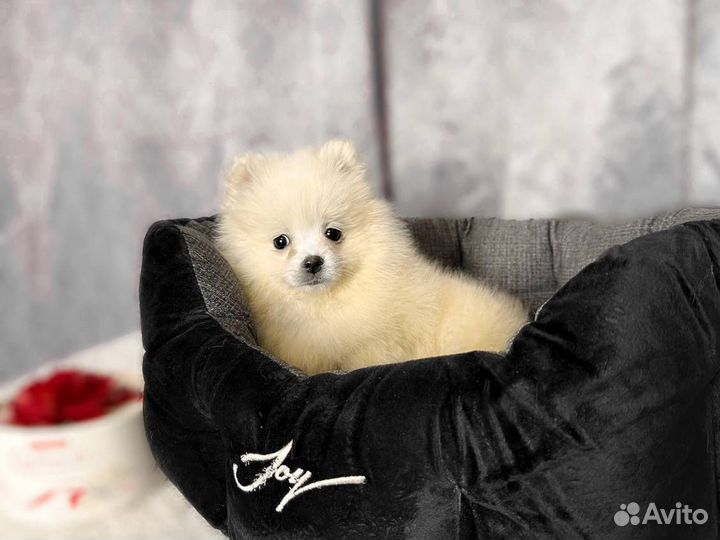 Шпицы с документами