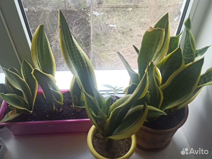 Сансевиерия