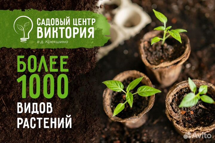 Саженцы Туя Смарагд 180 - 200 см доставка