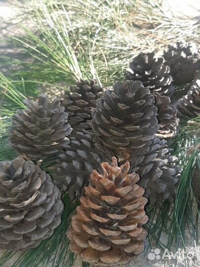 Набор из шишек
