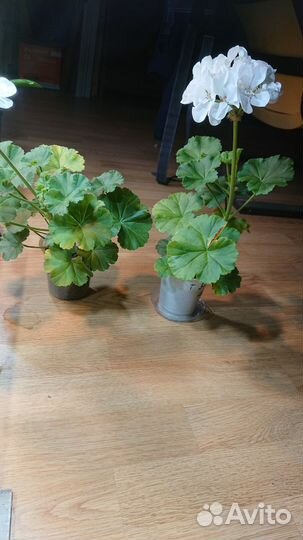 Пеларгония герань