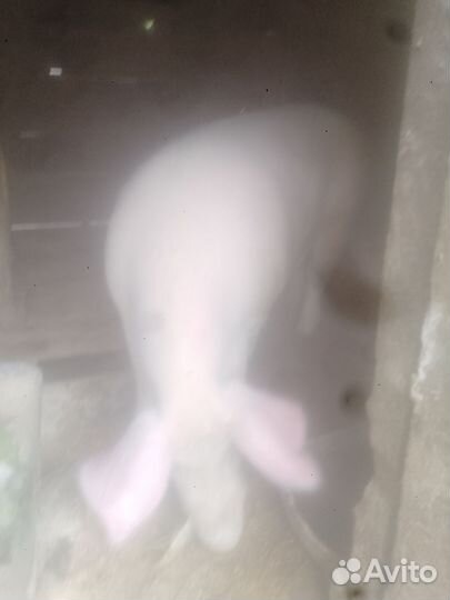 Кабан кастрированный ландрас