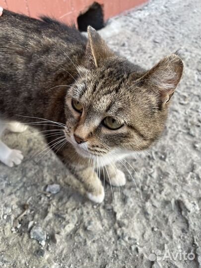 Кошка ищет дом