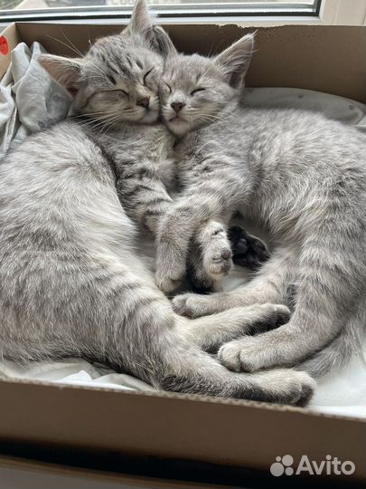 Кошечки в добрые руки бесплатно
