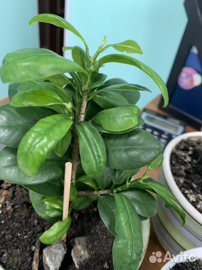 Фикус микрокарпа и клеродендрум Томсона