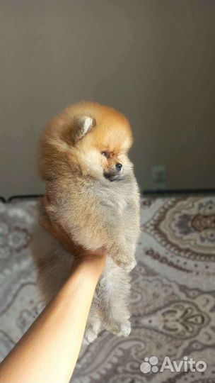 Щенки шпица