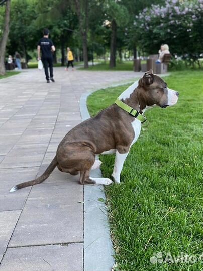 Племенной кобель Стаффордширский терьер вязка