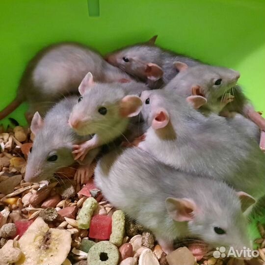 Крысята. Крыса. Крысы Дамбо. Питомник