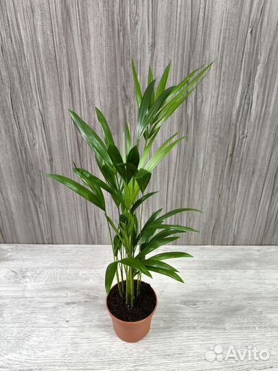 Пальма Арека Дипсис