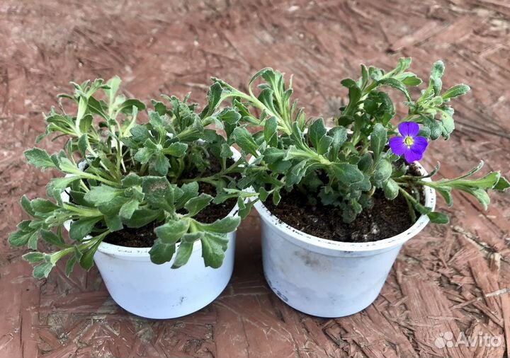 Тимьян ползучий Пурпурный ковер