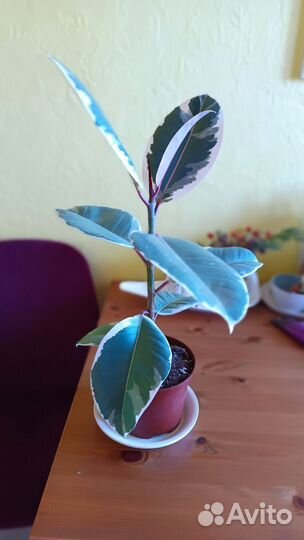 Фикус эластика Тинеке