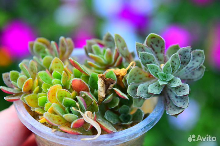 Суккуленты