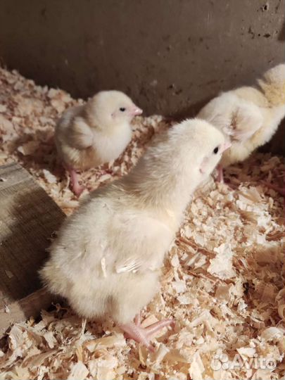 Цыплята бройлеры кобб 500