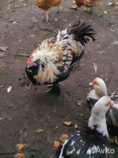 Куры петухи