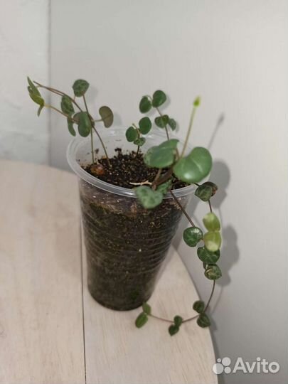 Циропегия вуда