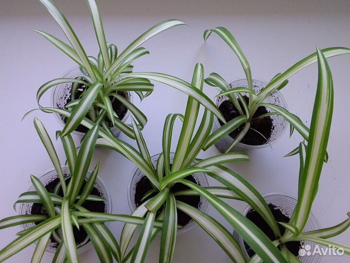 Хлорофитум хохлатый